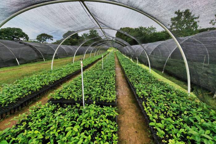 En Colón como en Divisa hay viveros de cítricos.
