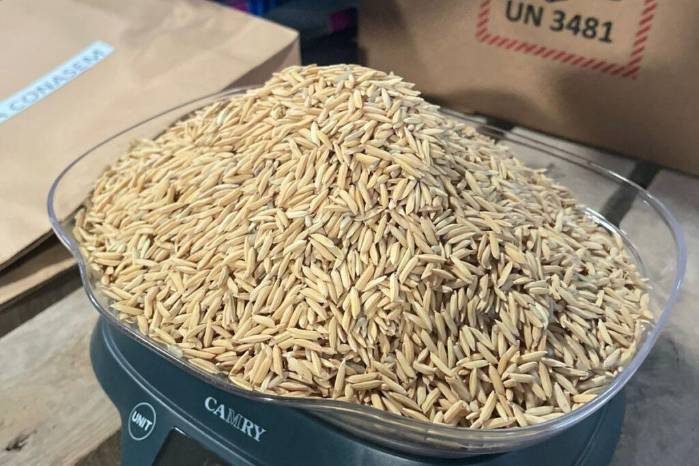 Cinco partidas arancelarias de arroz quedarán restringidas en momentos clave del calendario agrícola, como parte de un esfuerzo estatal por fortalecer la autosuficiencia alimentaria.