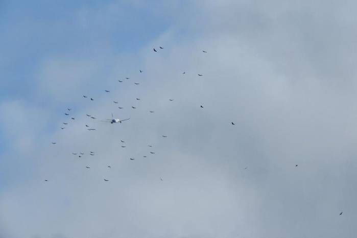 El impacto con fauna silvestre obligó a la aeronave a regresar a la terminal panameña.