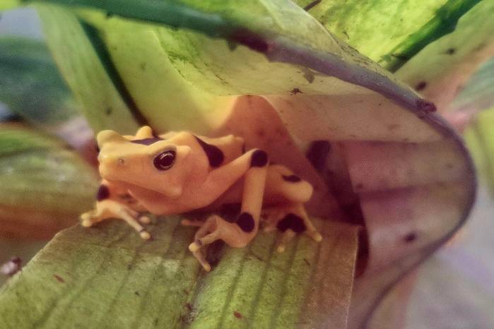 La rana dorada (Atelopus zeteki) es endémica de Panamá.