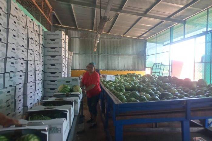 Se espera que la exportación de sandía se incremente un 8% este año.