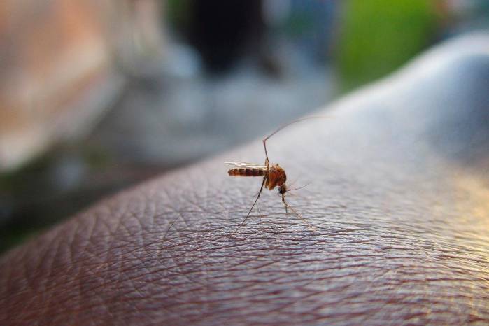 Desde la perspectiva de la salud humana, algunos insectos como los mosquitos, los flebótomos y los triatominos, entre otros, transmiten mortales enfermedades a los seres humanos