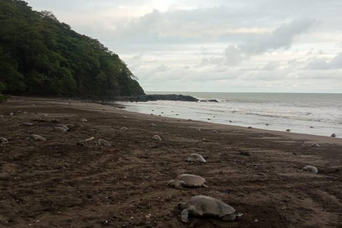 Tortugas lora continúan llegando a La Marinera, zona de reserva en la costa pacífica panameña.