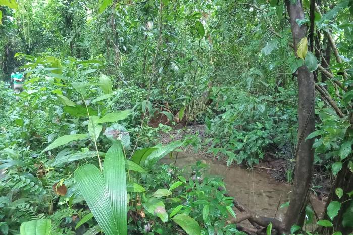 Esta especie de rana busca humedad en la hojarasca.