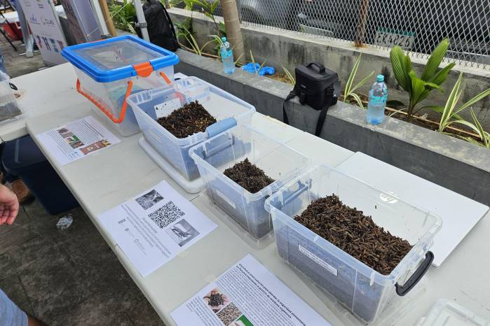 Demostración del trabajo de la ‘mosca soldado’.