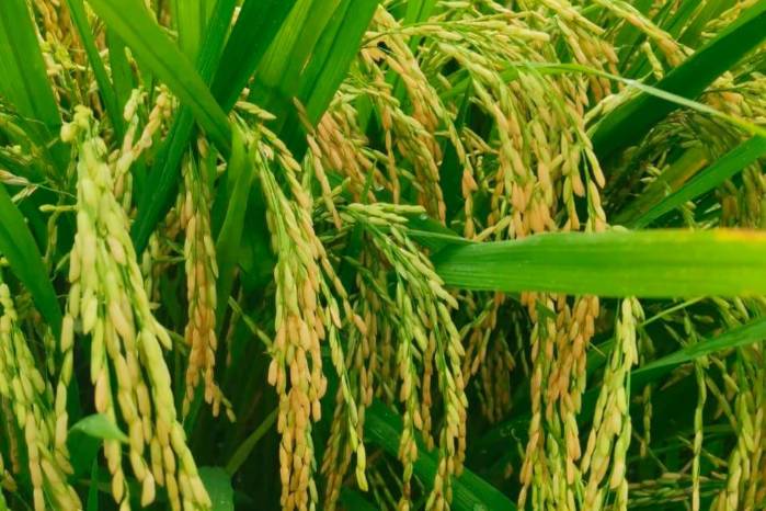 El arroz es uno de los granos básicos de la dieta de los panameños.