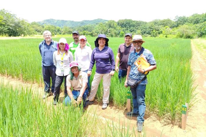 Equipo de científicos recolectando muestras de Pyricularia en los ensayos de arroz de la Estación Experimental de Veraguas.