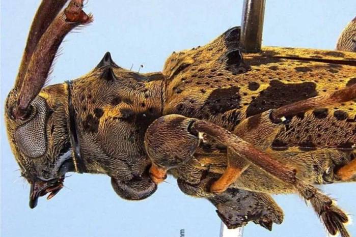 El escarabajo ‘Sternacutus crucolon’ es una especie nueva para la ciencia identificada en la provincia de Colón. La designación, crucolon, es un reconocimiento al aporte del Centro Regional Universitario de Colón.