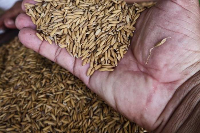 Hasta la fecha se han cosechado más de 80,000 hectáreas de arroz.
