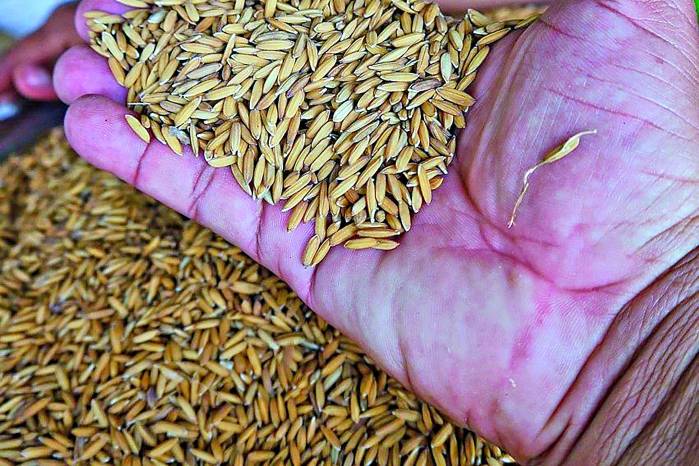 Se aprobó la importación de 1.100 millones de quintales de arroz en cáscara.