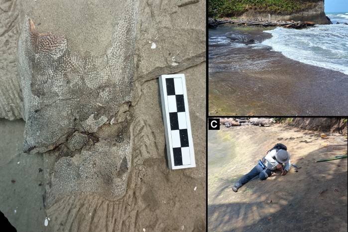 Fósil de †Dactylopterus decrozi sp. nov. preservado en la matriz rocosa mostrando detalles del cráneo expuesto (Mupan-STRI). B: Vista del afloramiento. C: Recolección de muestras.