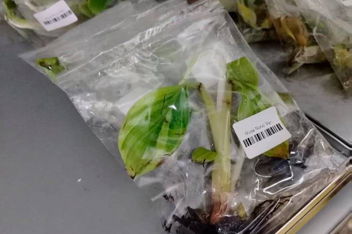 Entre las variedades que analizó el MIDA está la de banano denominada Musa Nono Var.
