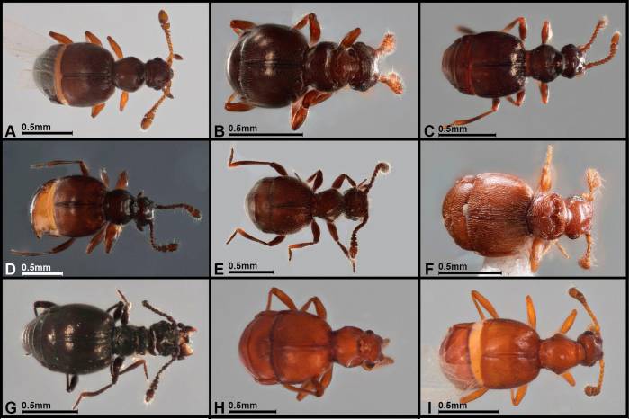 Dorsal habitus of selected Panabachia spp. A. P. pahuma; B. P. pastazae; C. P. romeroi; D. P. salebrosa; E. P. urbana; F. P. carltoni; G. P. patera; H. P. vigilans; I. P. perdita; J. P. ambulans.
