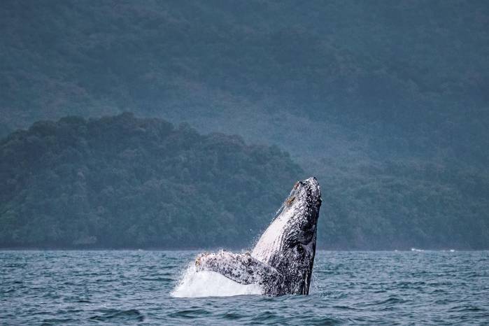Una ballena jorobada emerge a la superficie junto a su cría.