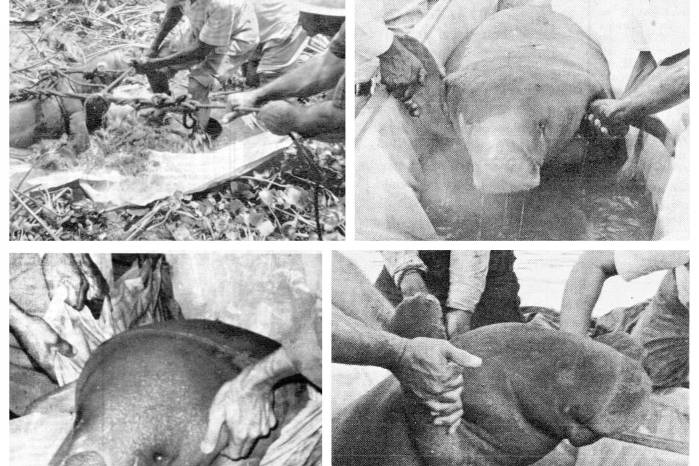 Manatíes introducidos al lago Gatún.