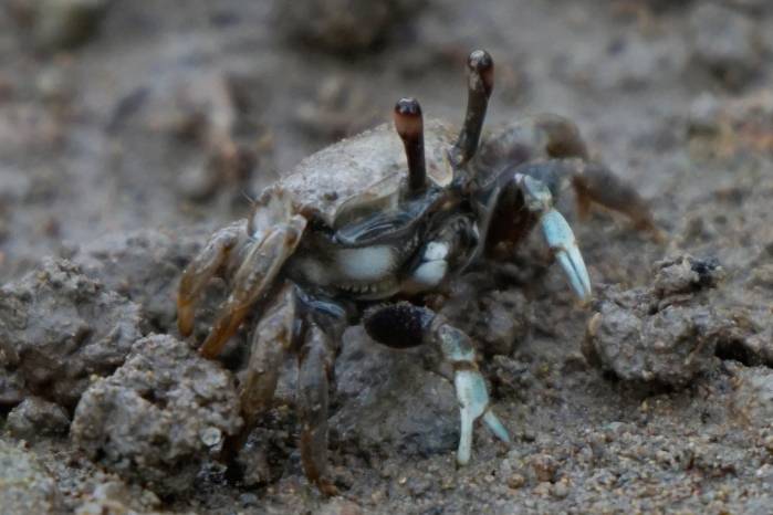 Hembra de ‘Leptuca bacillopilosa’. Horconcitos, Golfo de Chiriquí, 2024.
