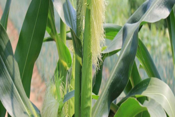 La producción nacional de maíz enfrenta presiones por la deuda estatal y la entrada de grano importado sin aranceles.