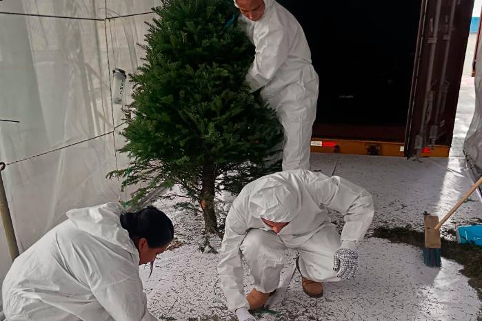 El personal del MIDA toma aleatoriamente muestras de algunos contenedores con arbolitos de Navidad,