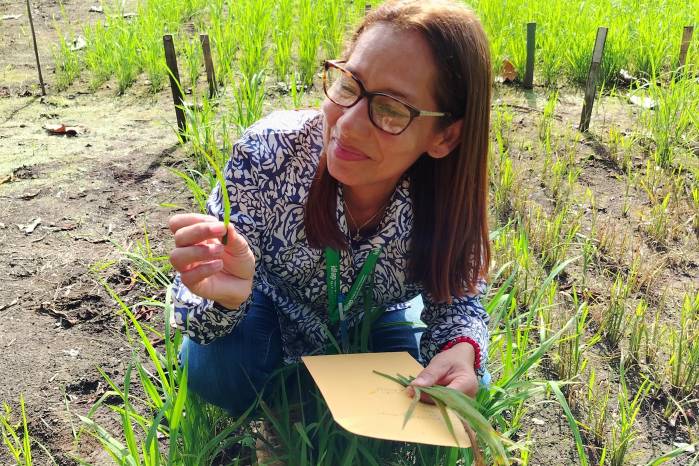 Dra. Délfida Rodríguez Justavino recolectando muestras de Pyricularia en la Estación Experimental del IDIAP en Alanje, Chiriquí.