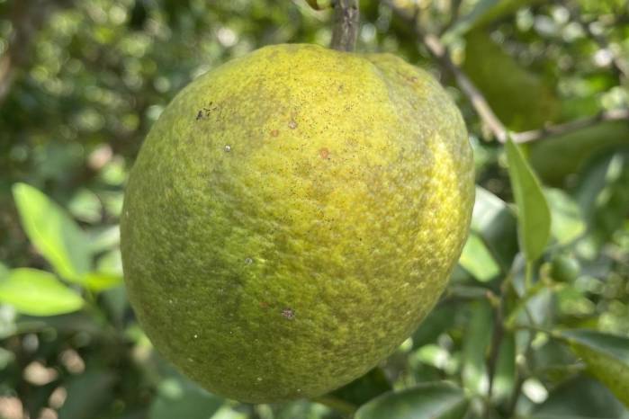Frutos mal formados por HLB.