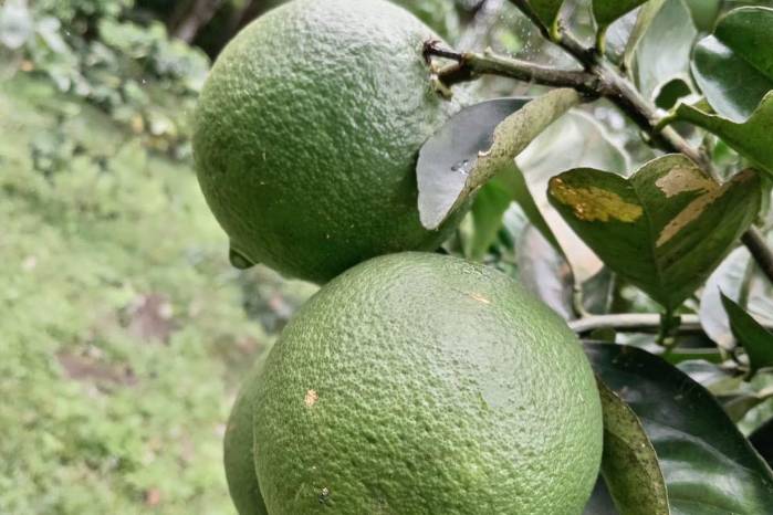 El HLB no tiene cura, para su manejo eliminan las plantas enfermas.