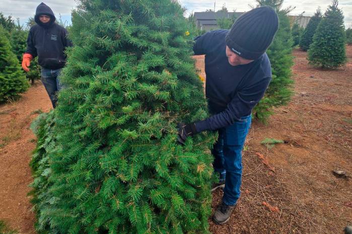 Una misión del MIDA viajó a Estados Unidos y Canadá. El ingreso accidental de plagas a través de material vegetal puede generar pérdidas millonarias.