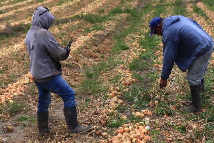 El consumo mensual referencial en Panamá de cebolla fresca es de 50,000 quintales.