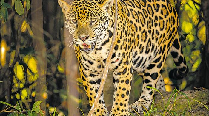 El jaguar luce majestuoso en la selva americana.