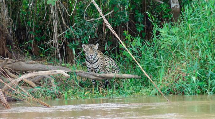 El jaguar está en peligro de extinción por la pérdida de su hábitat y los conflictos con ganaderos, entre otras amenazas.