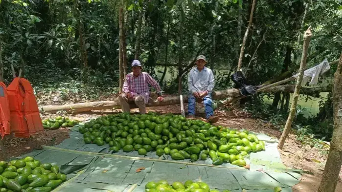 Productores de aguacate.