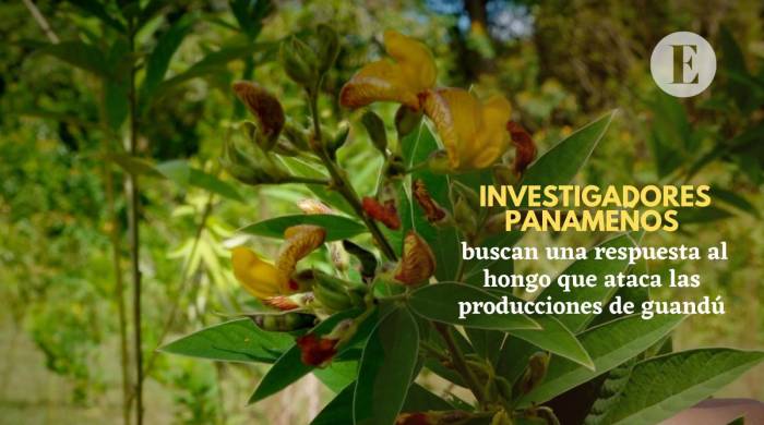 Investigadores panameños buscan una respuesta al hongo que ataca las producciones de guandú