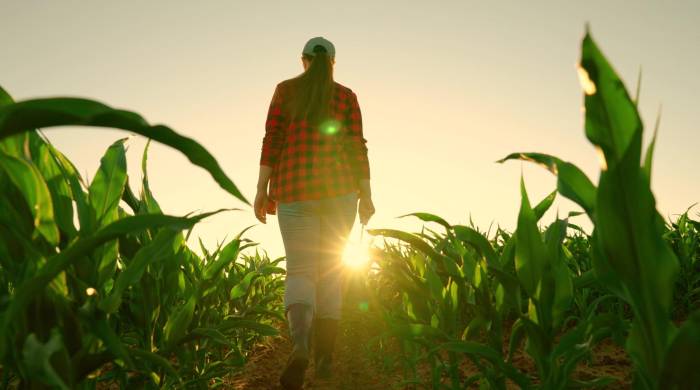 Una mujer campesina camina en un campo de maíz.