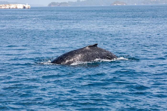 El caso más crítico se identificó en Isla Contadora, donde el ruido de los motores estuvo presente durante el 42.6 % de las horas monitoreadas.
