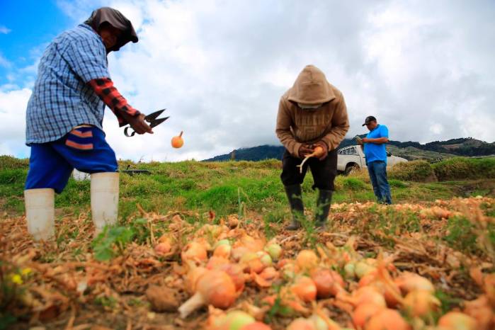 El sector agropecuario es una de las actividades más esenciales de la economía panameña.