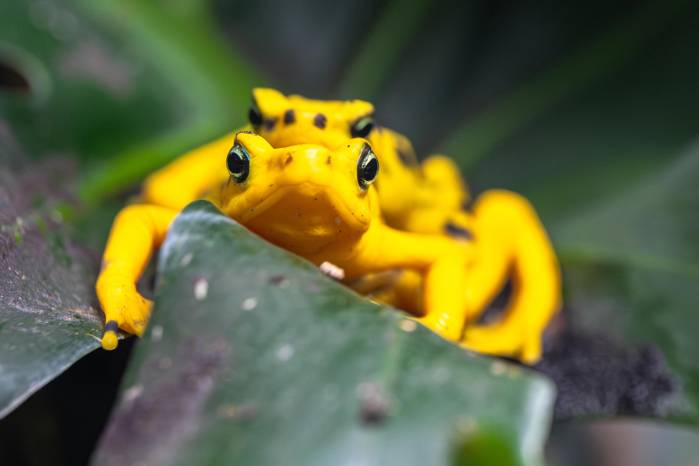 Rana dorada, Atelopus zeteki.