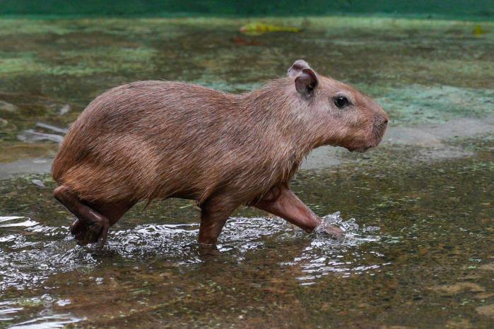 La capibara Bárbara conquistó al público y se convirtió en símbolo de protección y educación ambiental.