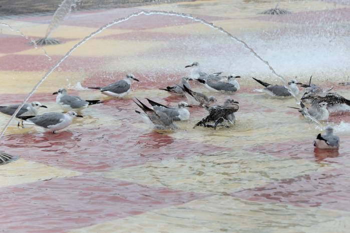 Varias especies de aves silvestres fueron captadas