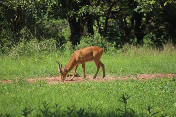 El Proyecto de Conservación de West Lunga protege la biodiversidad bajo un equipo que custodia 1,000 hectáreas de reserva.