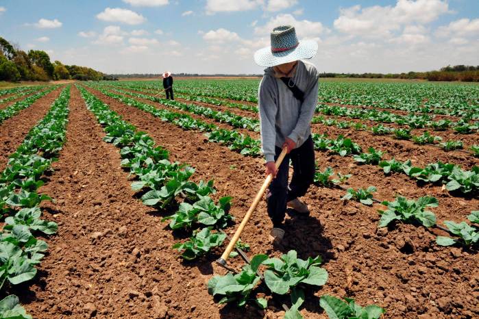 La OIT subraya que los impactos laborales de El Niño no están predeterminados, sino que dependen de la fortaleza institucional y la cobertura de protección social.
