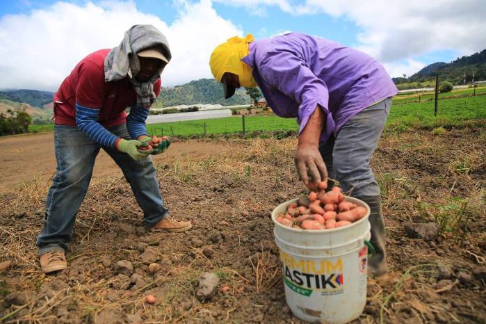 Productores cosecha papas en uno de los campos de producción de la provincia de Chiriquí.
