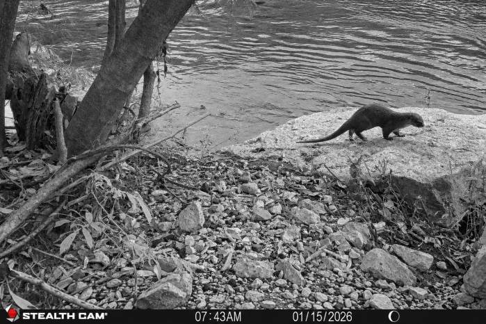 La Nutria Mesoamericana es un mamífero clave para el equilibrio de los ecosistemas acuáticos.