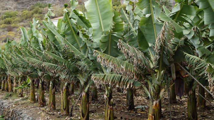 Imagen ilustrativa de una plantación bananera.