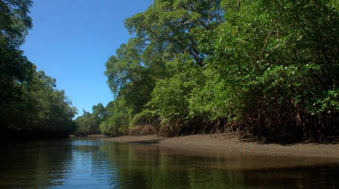 Hasta un 50% de los bosques de mangle existentes actualmente se vería afectado por el proyectado aumento del nivel del mar a 2050.