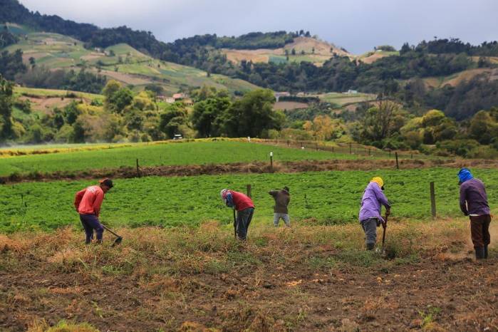 Las lluvias en Tierras Altas amenazan la cosecha de lechuga, zanahoria y apio, mientras que la producción de papa registra una abundante oferta garantizada.