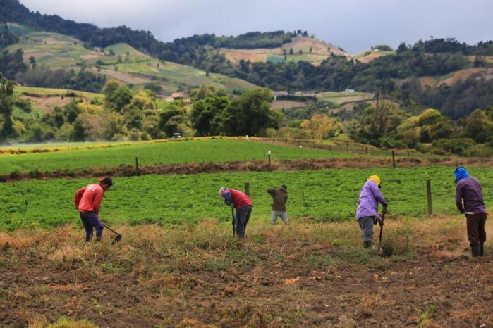 Productores de Tierras Altas, Chiriquí, durante sus labores en el campo.