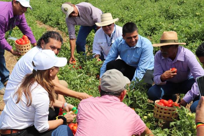 Liberación oficial de las dos nuevas variedades de tomate.