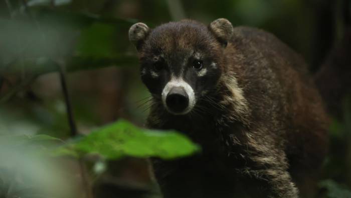 El censo también registró la presencia de otras especies que comparten espacio con el jaguar.