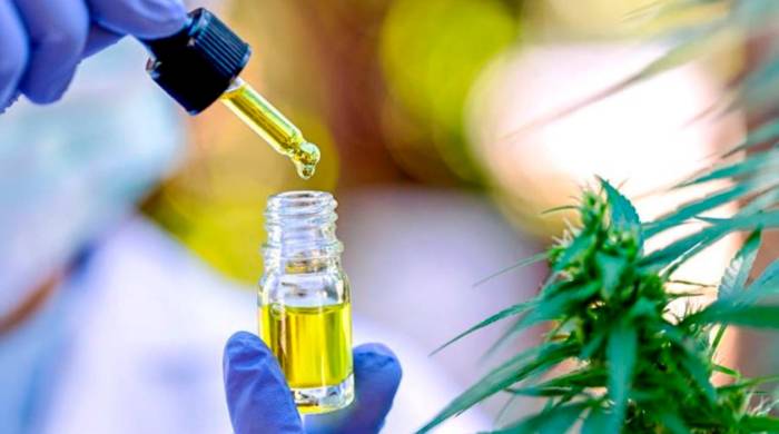 En 2023 se inició el proceso para seleccionar las empresas que reunieran la documentación establecida y poder obtener la licencia de fabricación de derivados del cannabis medicinal