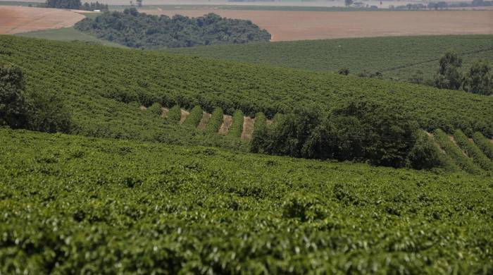 Vista de cultivos de café en Minas Gerais (Brasil), en una fotografía de archivo.