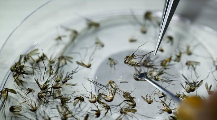 Hasta el 26 de marzo ‘las Américas registraron más de 3,5 millones de casos de dengue, incluidas más de 1.000 muertes’.